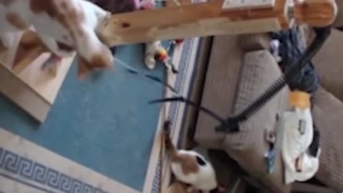 Funny cats playing with toys, Watch the game, the kids will enjoy watching-MayaFunnyVideo