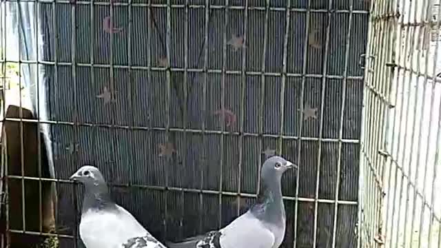 pigeons waiting to be fed