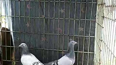 pigeons waiting to be fed