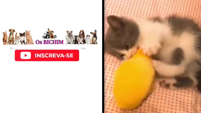 DOGS AND CATS VIDEO funny