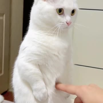 Cute Cat Video and Kittecat Cat Video