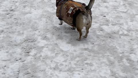 Happy Dog on a Winter Walk