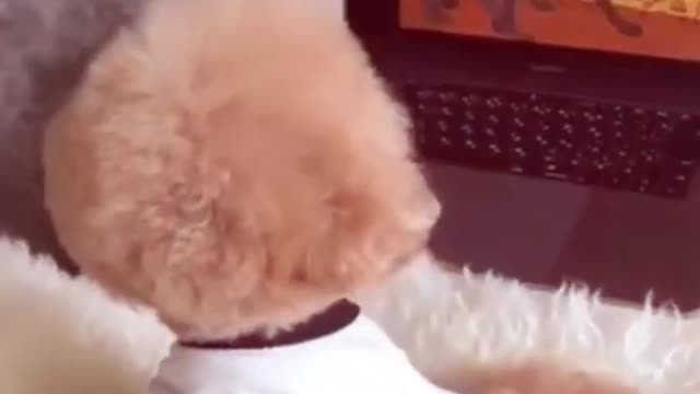 Cute Poodle Caught by Owners in Action.