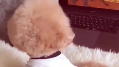 Cute Poodle Caught by Owners in Action.