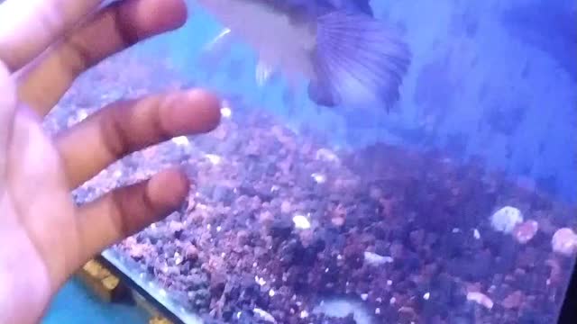 very ferocious fish || yellow sentarum fish