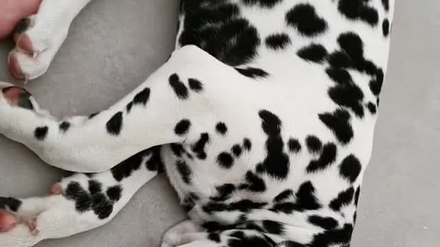 Dalmatian caught in the middle of very intense dream