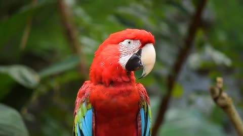 Cute myna Red Parrot