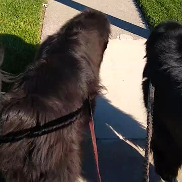 Newfoundlands out for a walk