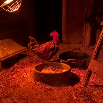 Eddie the Naked Neck Rooster taking a drink