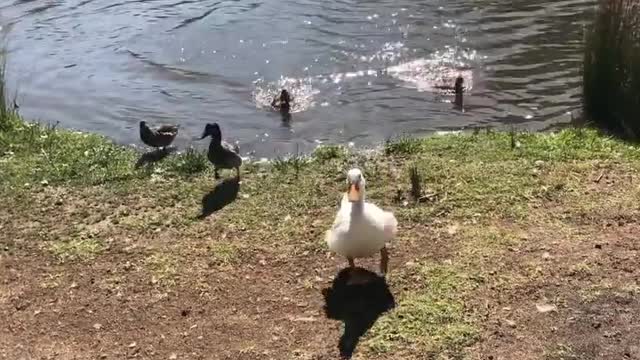 Here they come duckies of the little west pond