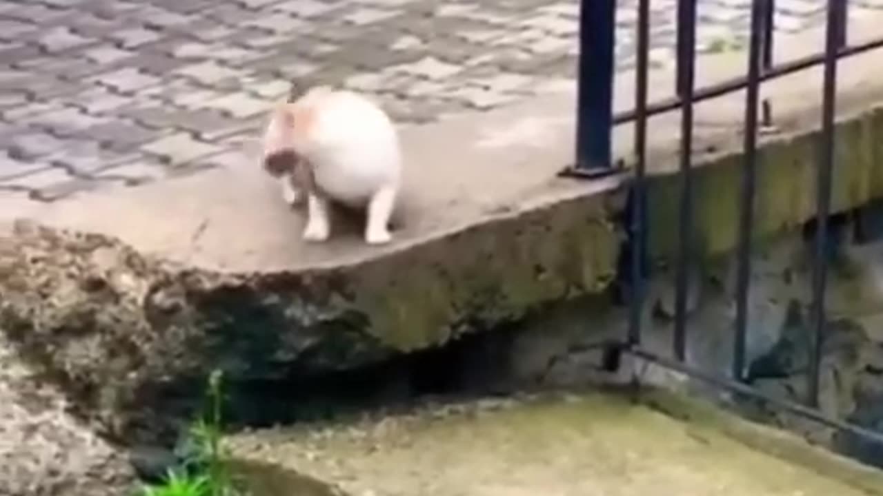 Funny cats and animals videos