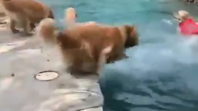 Great pups having splash at the pool