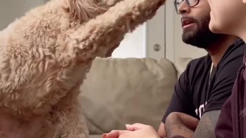 Dog Chooses Between Dad and Mom .