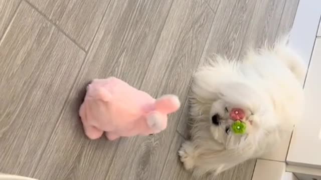 One me, one dog, we're all single dogs