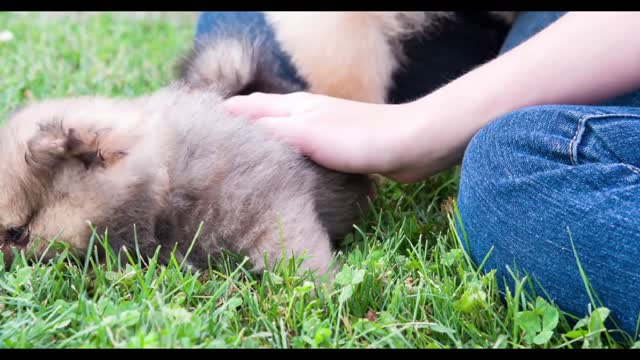 Child petting puppy chow chow in grass