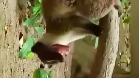 Animals fighting in jungle