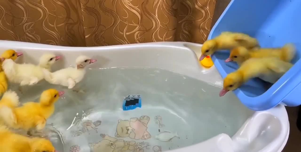 Going to the beach with friends 🦆😂😂