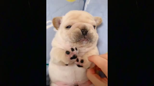 Funny animals [] Try not to laugh compilation 17