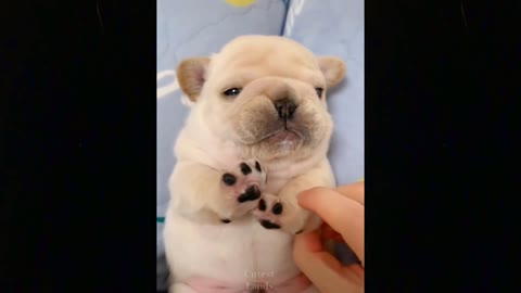 Funny animals [] Try not to laugh compilation 17
