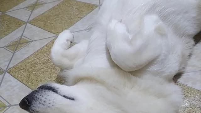 biekbiek cute