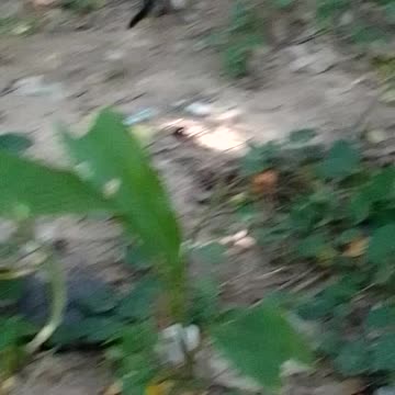 Cat on the Jungle : She is talk about for you. Very interesting