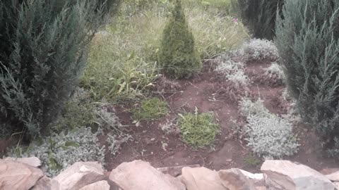 We tear the grass in the flower bed