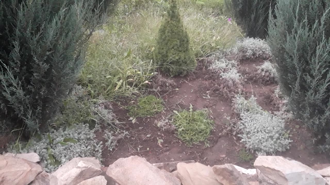 We tear the grass in the flower bed