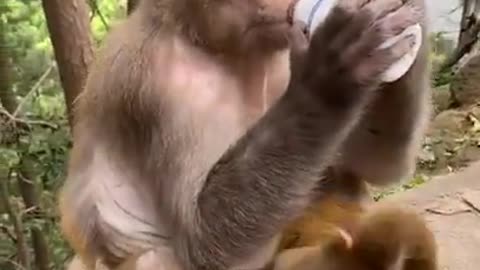 Cute Monkey China & Funny Love monkey Animals Love