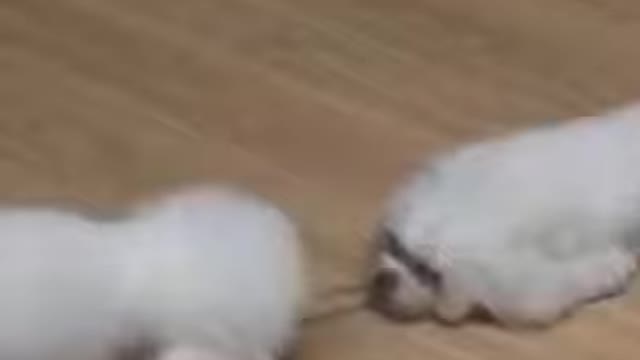 cute animals #shorts #shorts #cute __animals (59)