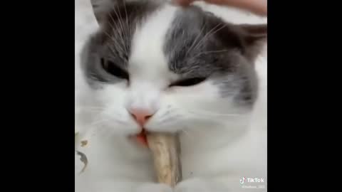 Cat Eat Everything - Funy Cats