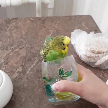 Swimming in a glass is much more interesting