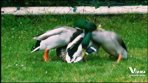 Duck fight for loved one..