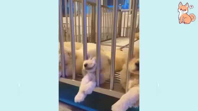 Cute puppies sweet puppies love puppies