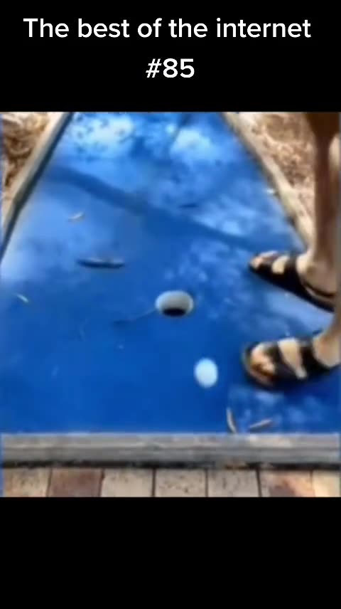 The best of the internet