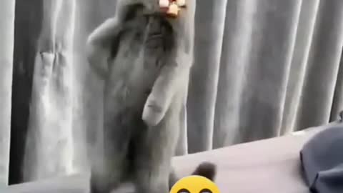 funny animal videos