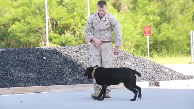 Military Dogs