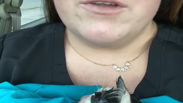 Lady Turns Around to Save Sick Abandoned Kitty