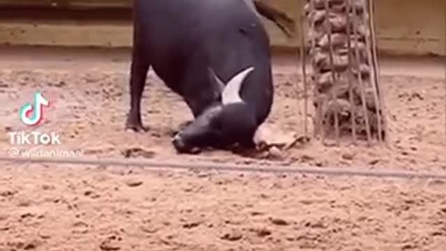 Buffalo Saves Turtle By Flipping It Around