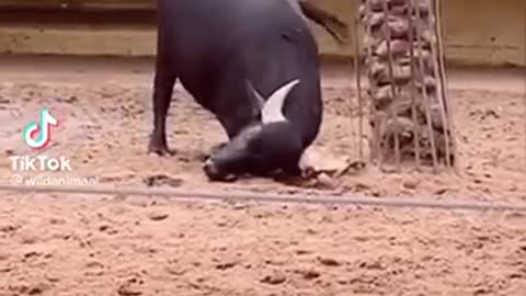 Buffalo Saves Turtle By Flipping It Around