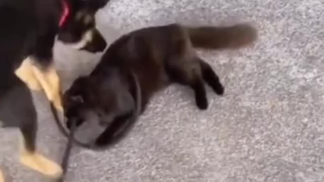 Cute pets LOL😂😂