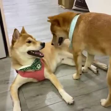 Dog statue moment when he did a mistake