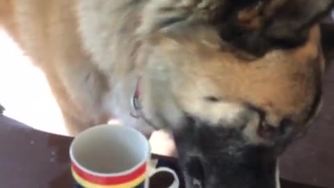 Big dog drinks owner coffee