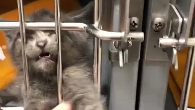 Cute Cat in cage 🐈🐈🐈😺😺