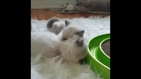 Two kung fu cats fighting