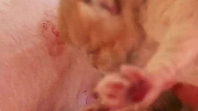 The Cutest Baby Animals