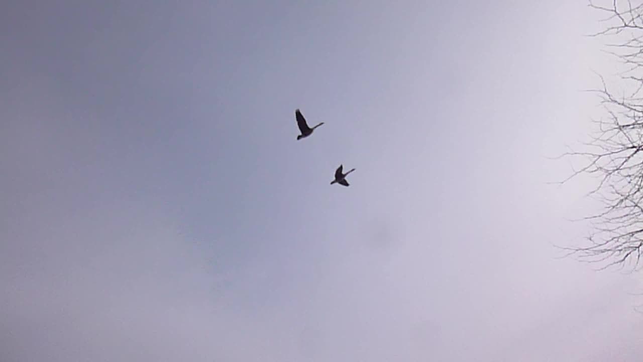 Pair Of Geese Fly Overhead