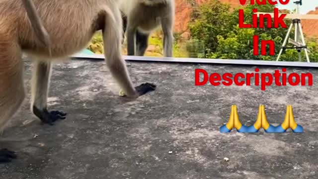 Animal video funny innocent 😂