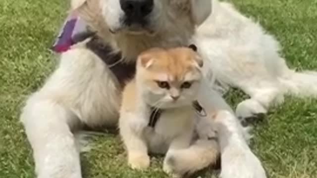 Great chemistry dog & cat