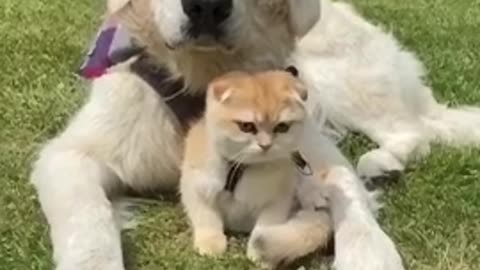 Great chemistry dog & cat