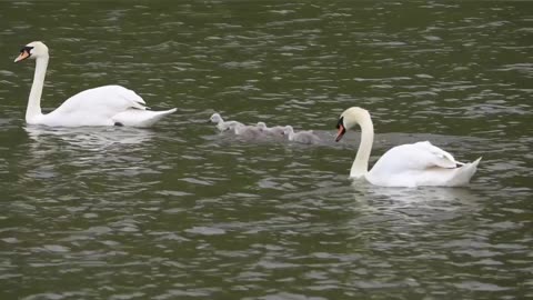 Mother swan with her babies🦆🦆